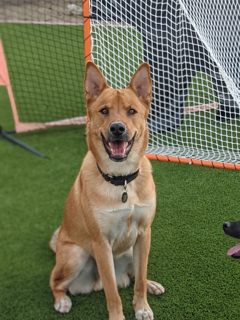 Nico, a Siberian Husky and Rottweiler mix tested with EmbarkVet.com