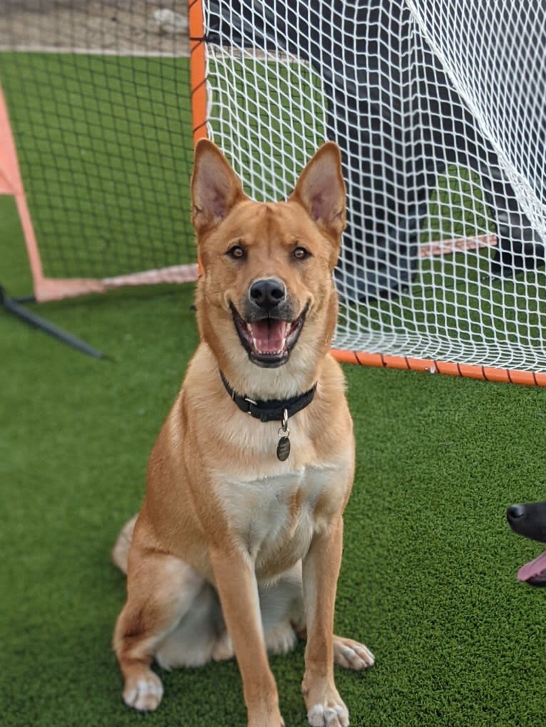 Nico, a Siberian Husky and Rottweiler mix tested with EmbarkVet.com