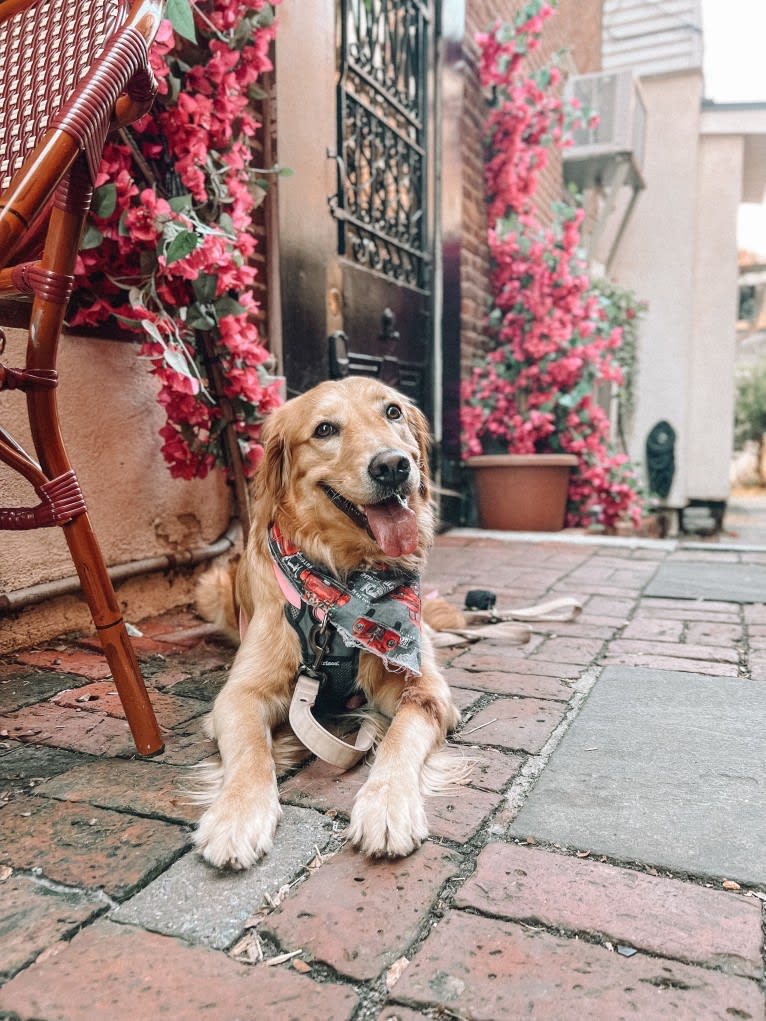 Marley, a Golden Retriever tested with EmbarkVet.com