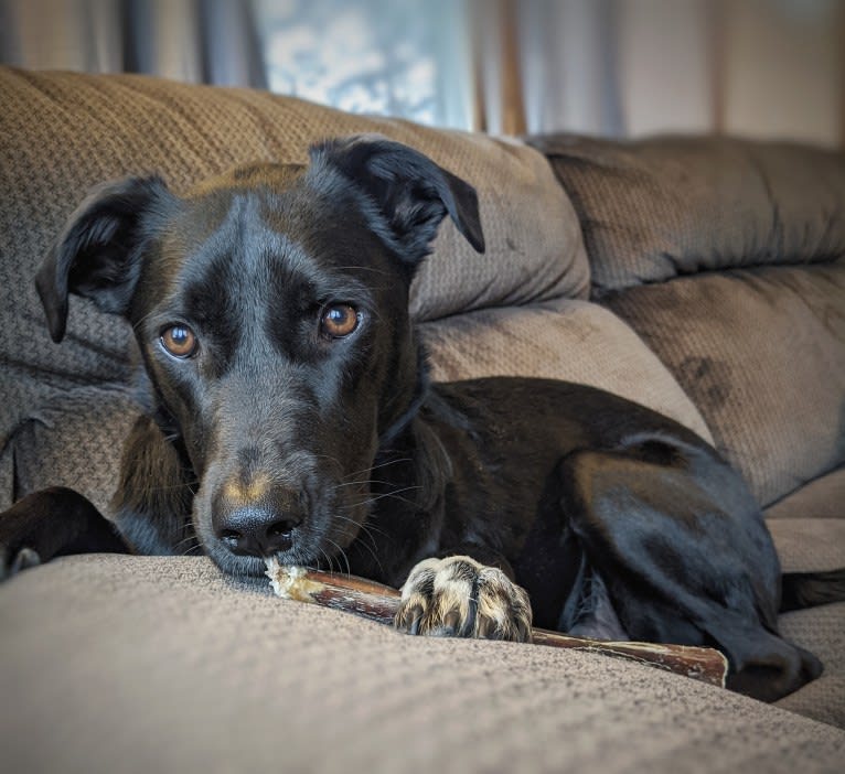 Kopa, an Australian Shepherd and American Pit Bull Terrier mix tested with EmbarkVet.com