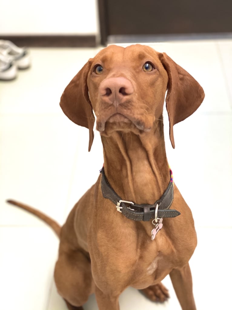 Bailey, a Vizsla tested with EmbarkVet.com