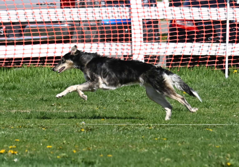 Pocus, a Silken Windhound tested with EmbarkVet.com