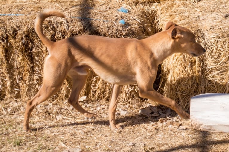 Atom, a Whippet and Border Collie mix tested with EmbarkVet.com