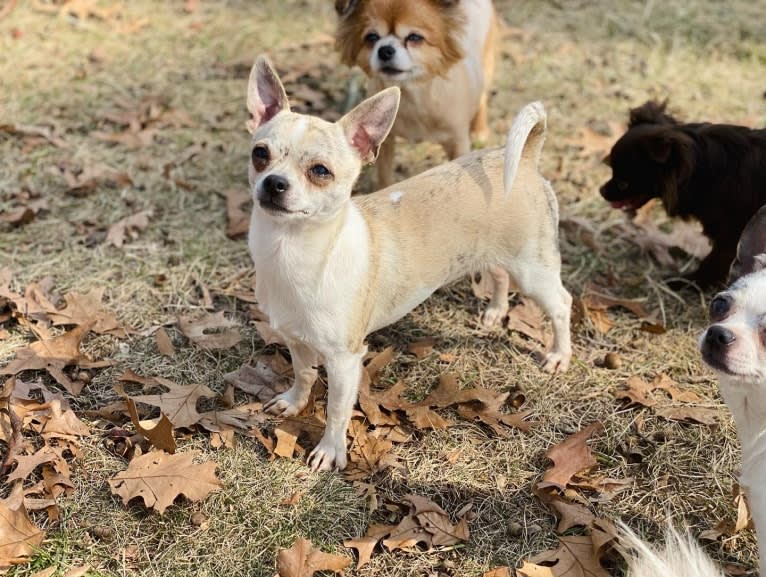 Bobby, a Chihuahua tested with EmbarkVet.com