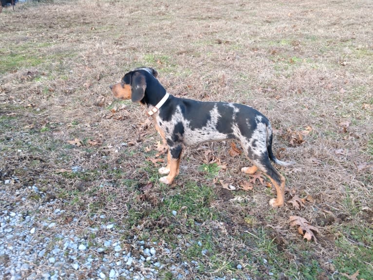 Delilah, a Catahoula Leopard Dog tested with EmbarkVet.com