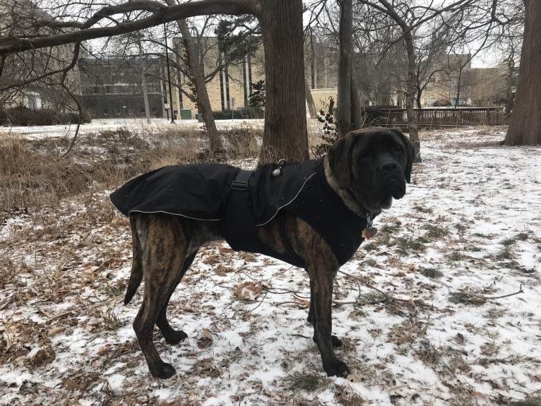 Calliope Jo Prudence Plein, a Mastiff tested with EmbarkVet.com