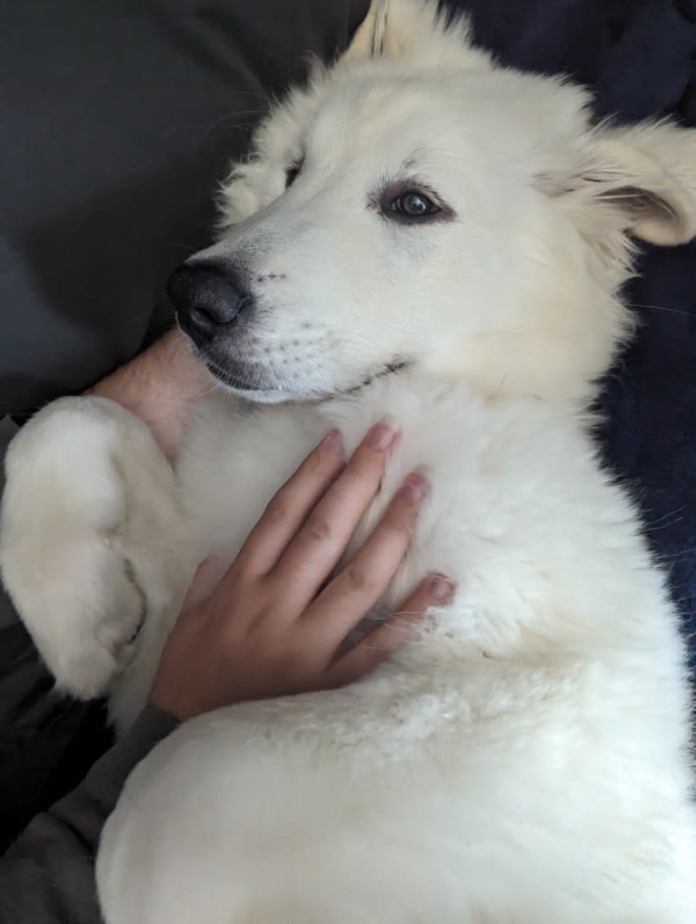 Valiant, a Great Pyrenees tested with EmbarkVet.com