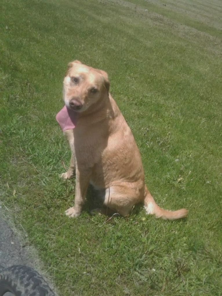 Sadie, a Labrador Retriever and American Bulldog mix tested with EmbarkVet.com