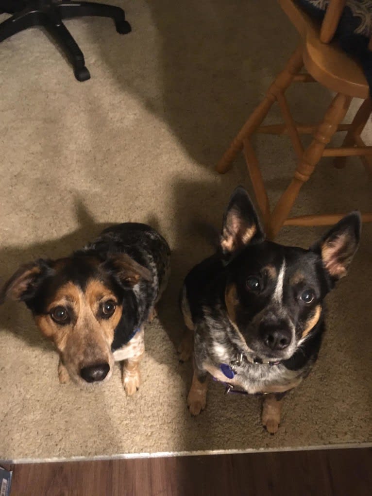 Rupert, a Rat Terrier and Russell-type Terrier mix tested with EmbarkVet.com