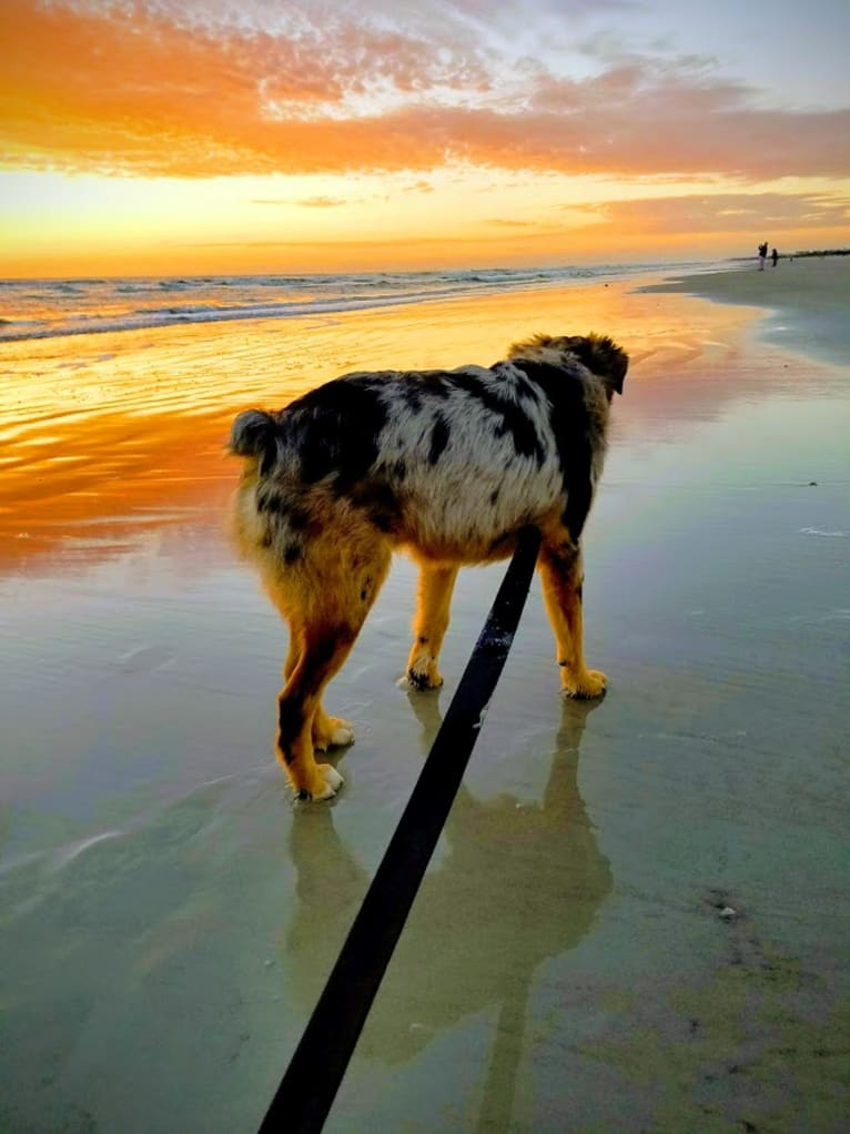 Dodge, an Australian Shepherd tested with EmbarkVet.com