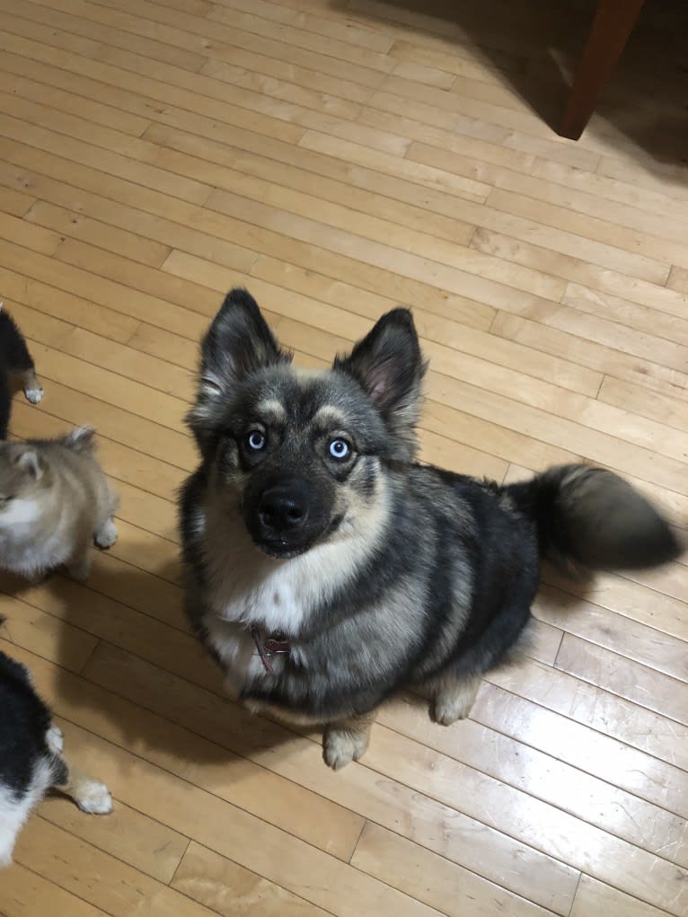 Nali, a Pomsky tested with EmbarkVet.com
