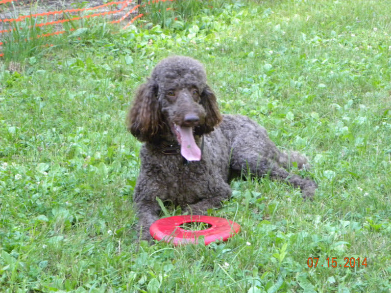 Buster, a Poodle (Standard) tested with EmbarkVet.com