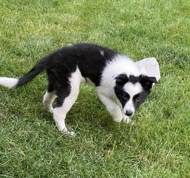 Yuki, a Border Collie tested with EmbarkVet.com