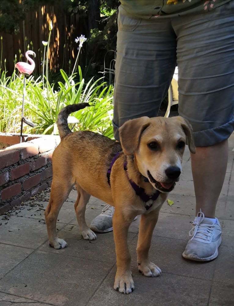 Benji, a Siberian Husky and American Bully mix tested with EmbarkVet.com