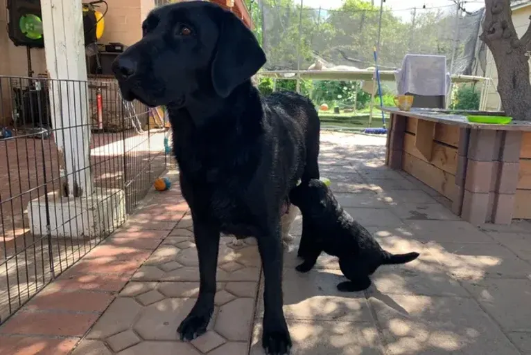 Athena, a Labrador Retriever tested with EmbarkVet.com