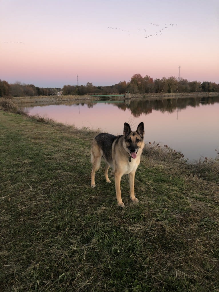 Huttser, a German Shepherd Dog tested with EmbarkVet.com