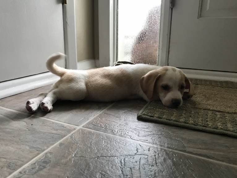 Arlo, a Basset Hound and Australian Cattle Dog mix tested with EmbarkVet.com