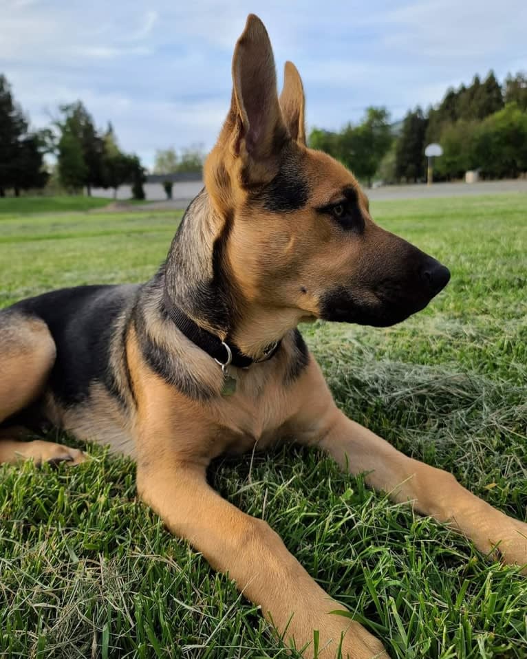 Grizz, a German Shepherd Dog and American Pit Bull Terrier mix tested with EmbarkVet.com