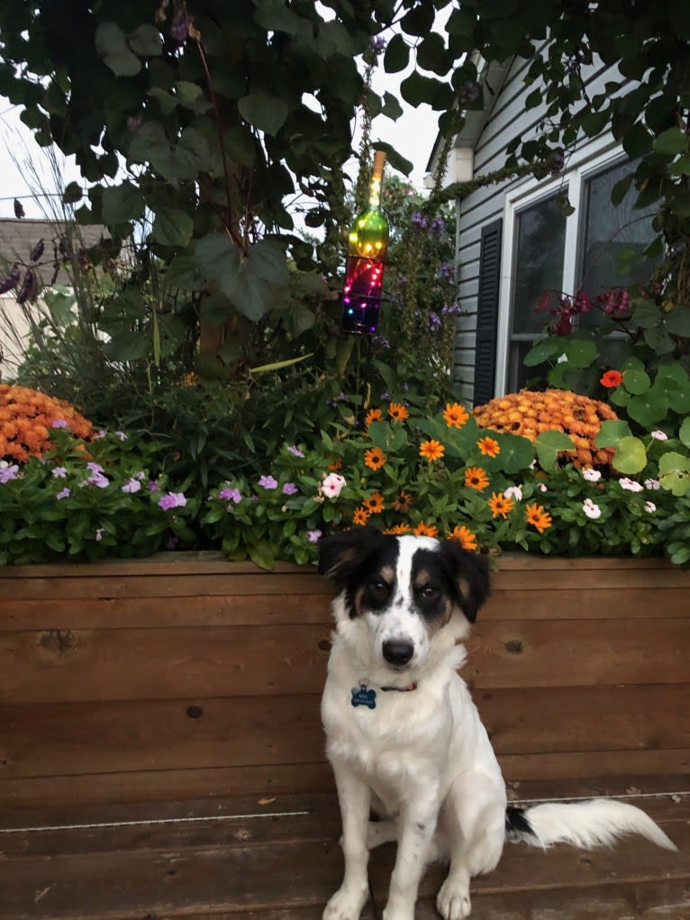 Max, a Collie and Labrador Retriever mix tested with EmbarkVet.com