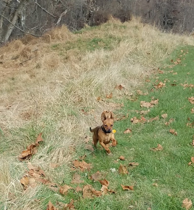 Pip, a Miniature Pinscher and Chihuahua mix tested with EmbarkVet.com