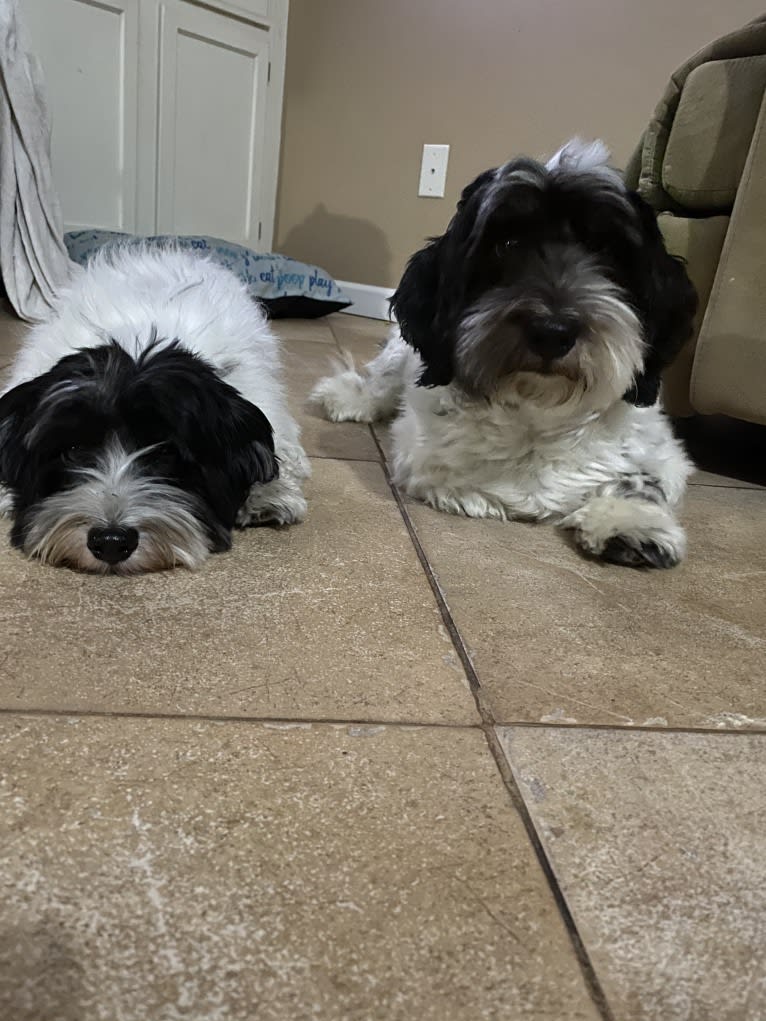 Benito, a Havanese tested with EmbarkVet.com