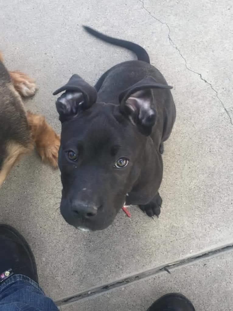 Jagger, an American Bully and American Bulldog mix tested with EmbarkVet.com