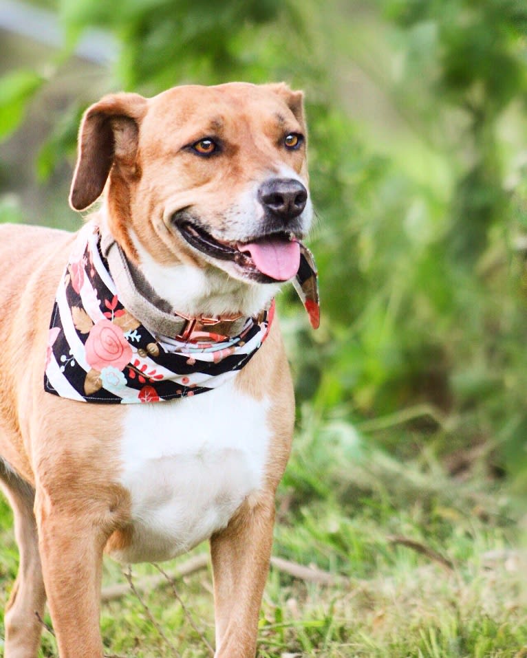 Roxie, an American Pit Bull Terrier and Australian Shepherd mix tested with EmbarkVet.com