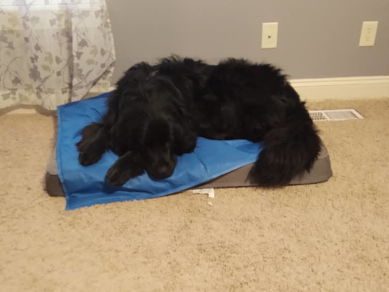 Molly, a Newfoundland tested with EmbarkVet.com