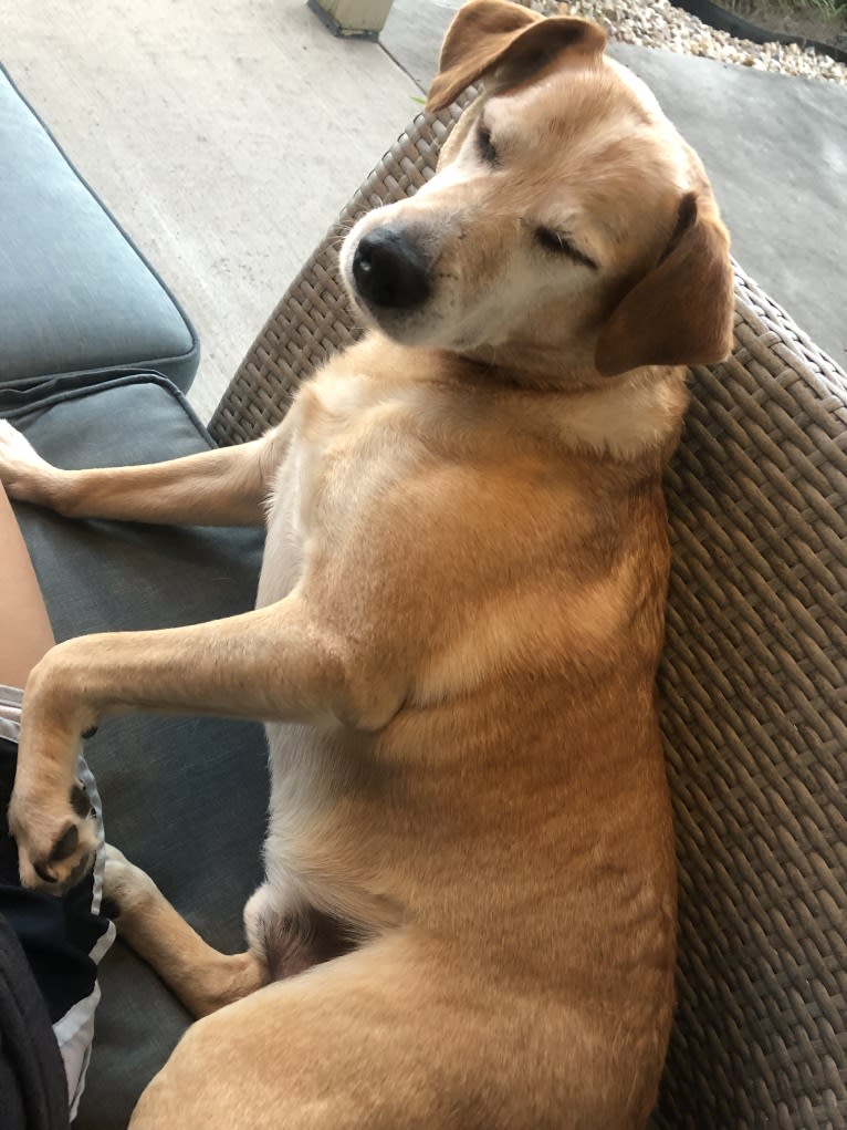 Sammy, a Rat Terrier and Golden Retriever mix tested with EmbarkVet.com