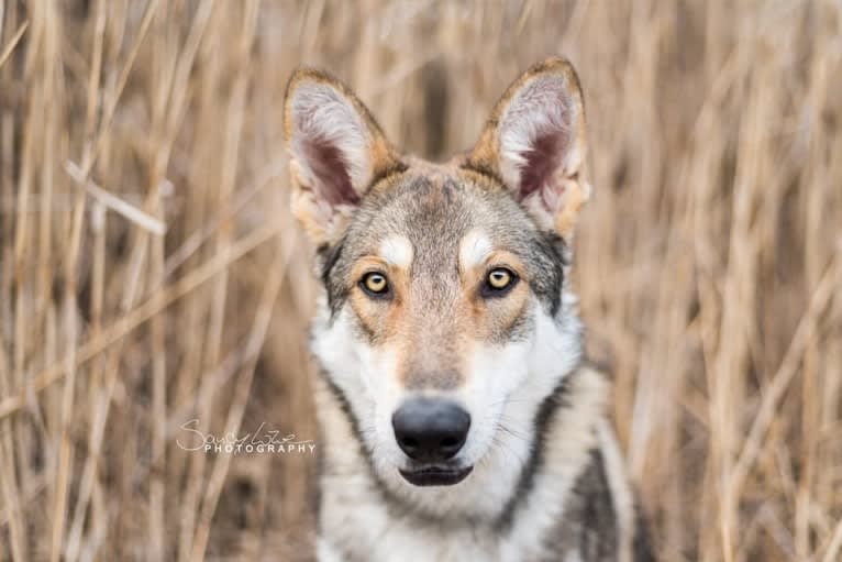 Giro, a Saarloos Wolfdog tested with EmbarkVet.com