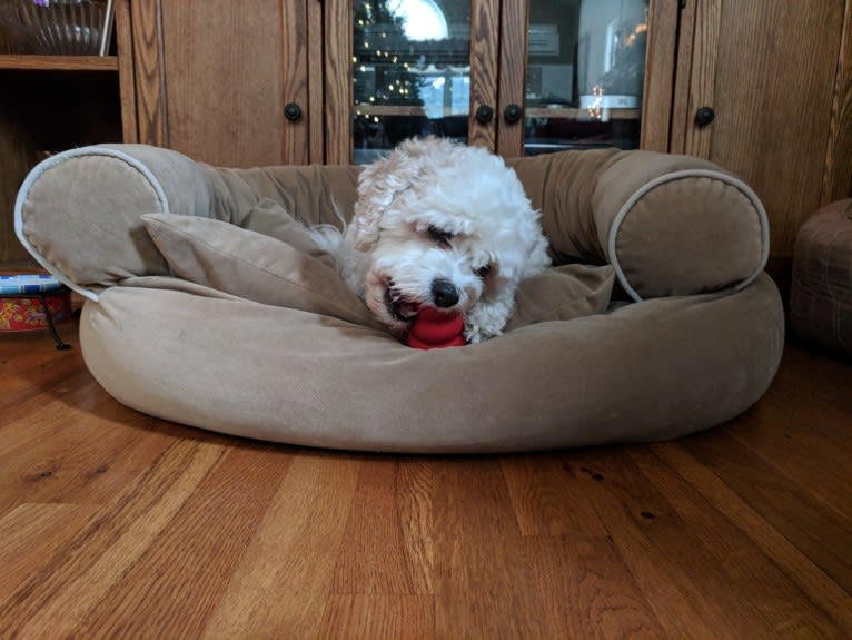 Molly, a Cavachon tested with EmbarkVet.com