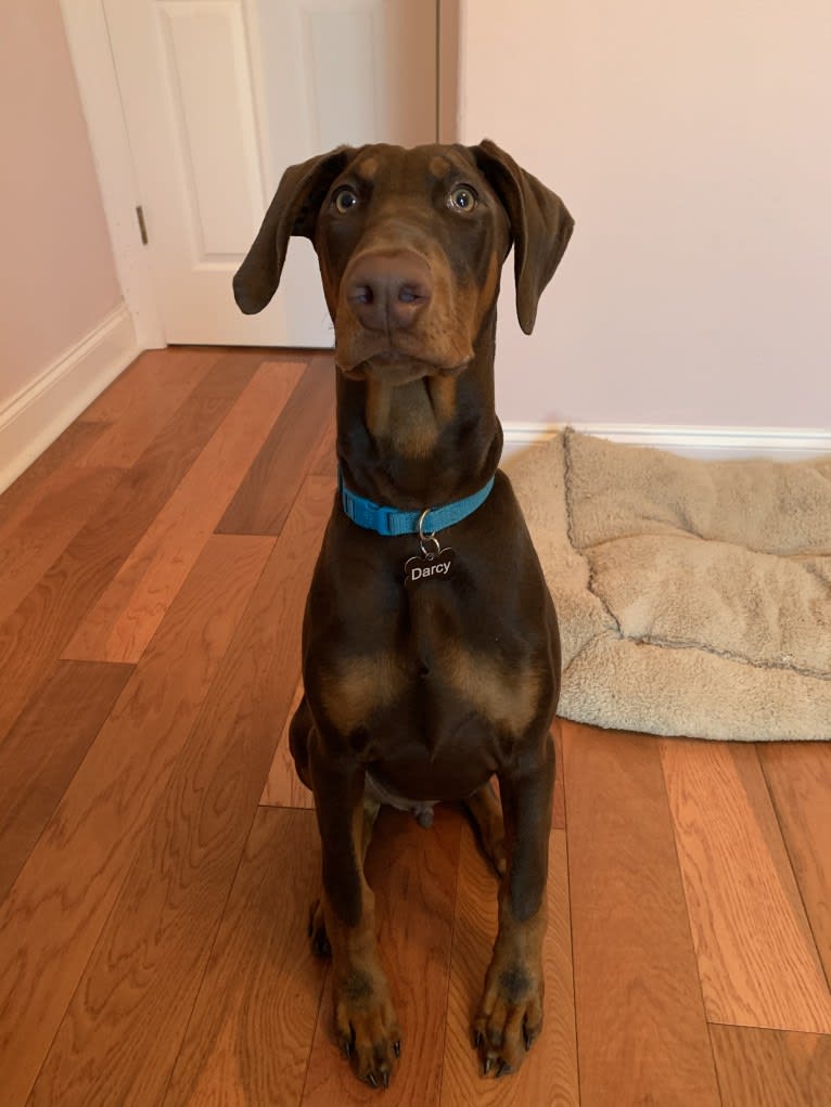 Darcy, a Doberman Pinscher tested with EmbarkVet.com