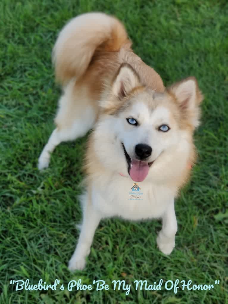 Phoebe, a Pomsky (5.9% unresolved) tested with EmbarkVet.com