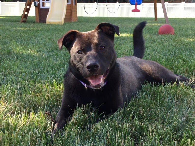 Luna, an American Pit Bull Terrier and Norwegian Elkhound mix tested with EmbarkVet.com