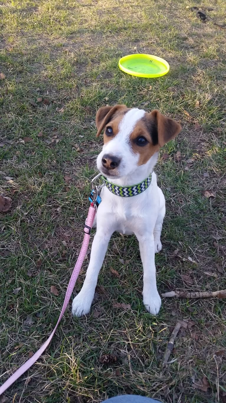 Pistachio, a Russell-type Terrier tested with EmbarkVet.com