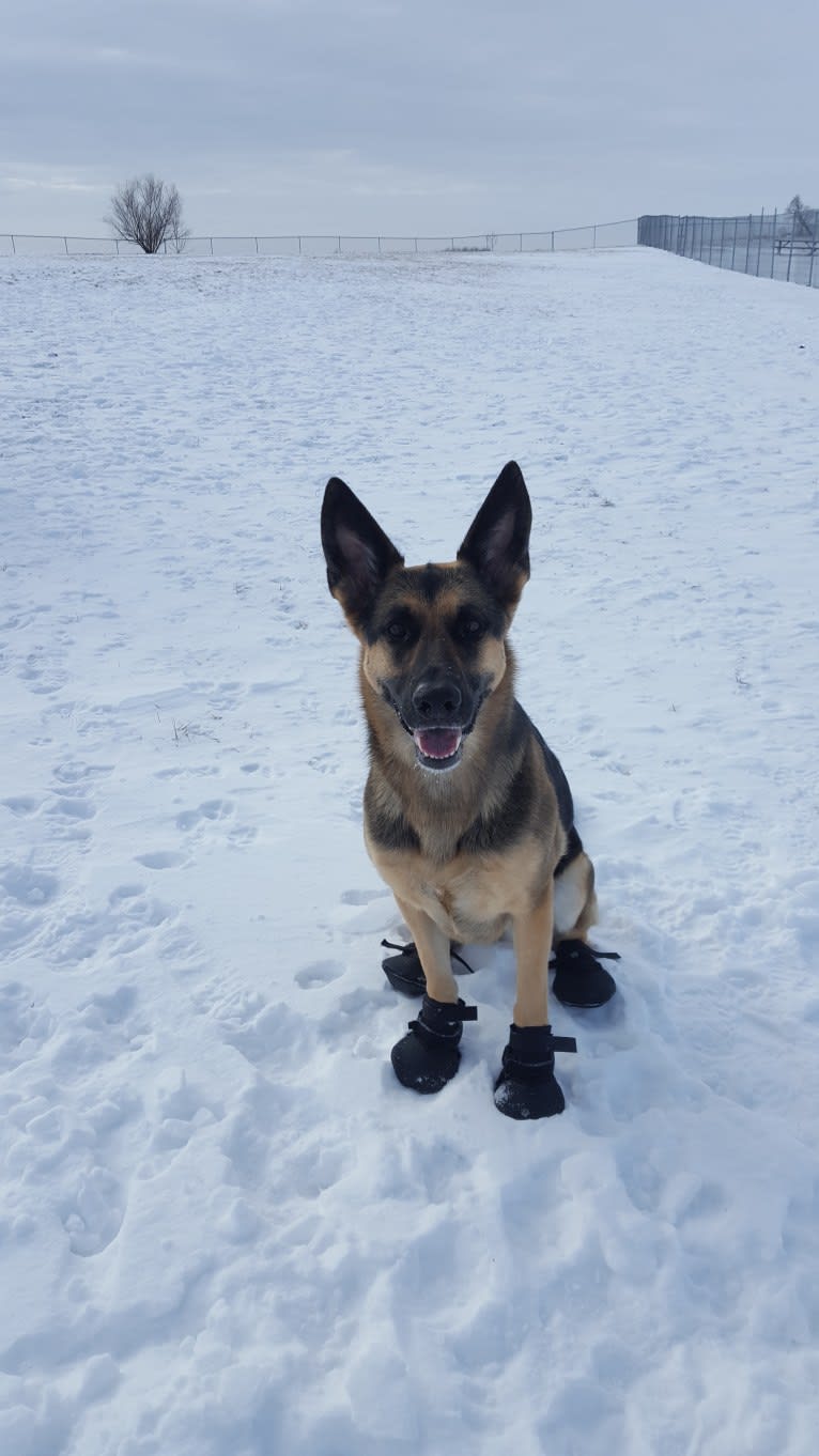 Ava Lynch, a German Shepherd Dog tested with EmbarkVet.com