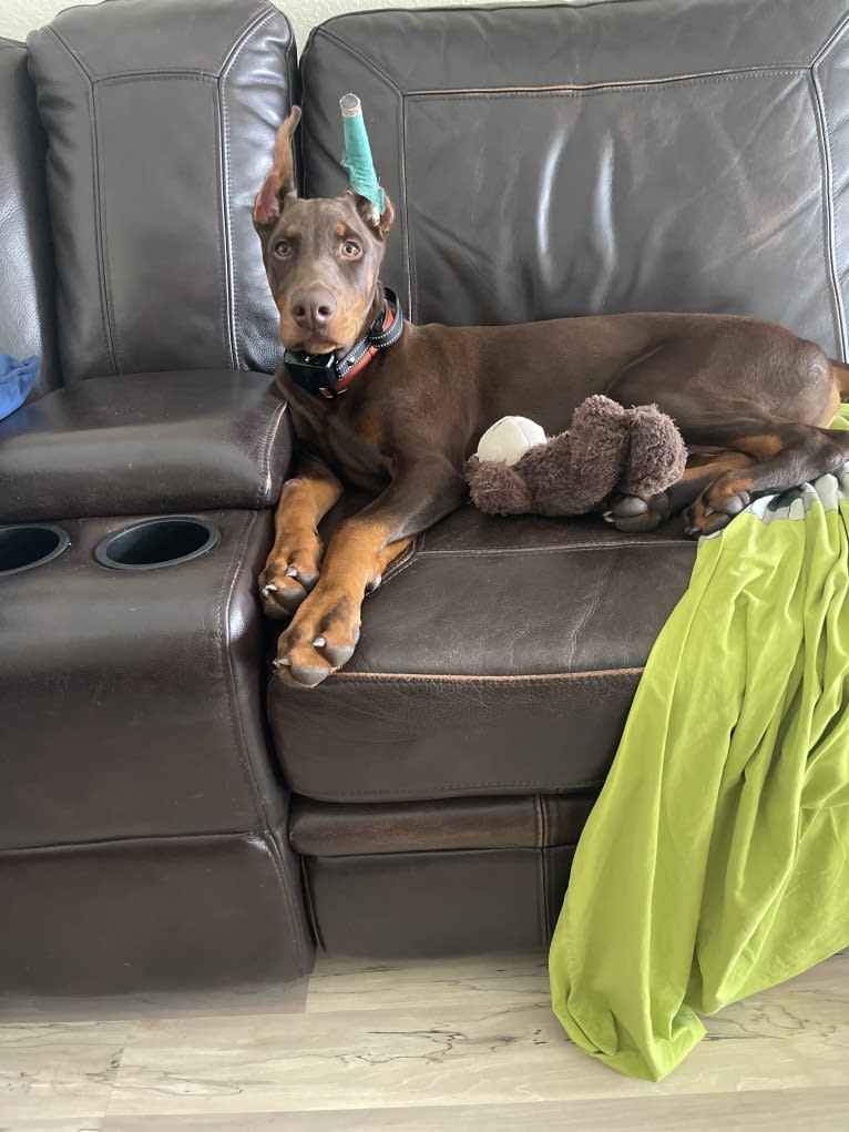 Maverick, a Doberman Pinscher tested with EmbarkVet.com