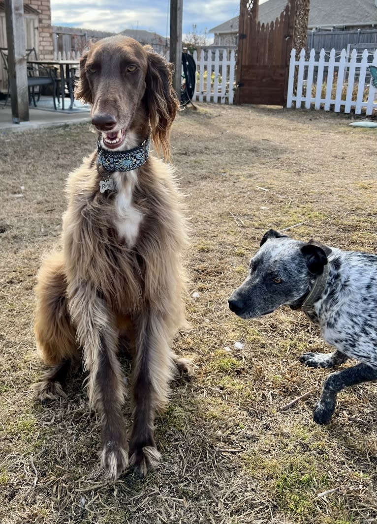 Rigel, a Saluki and Poodle (Standard) mix tested with EmbarkVet.com