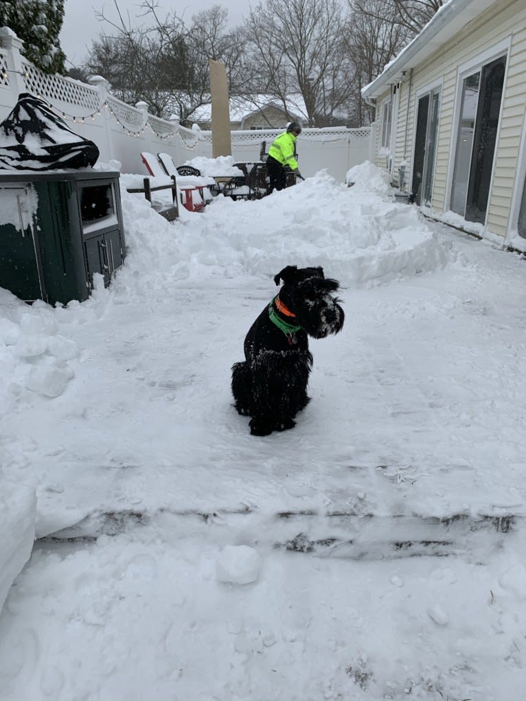 Cricket, a Standard Schnauzer tested with EmbarkVet.com