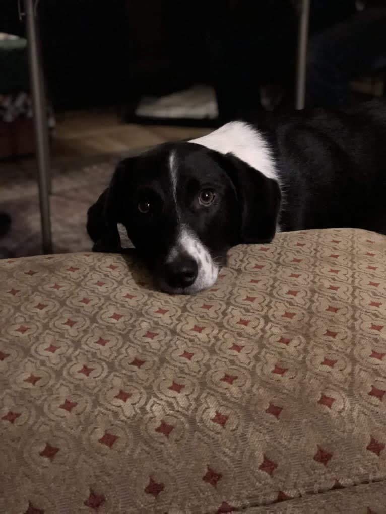 Alfie, an American Foxhound and Labrador Retriever mix tested with EmbarkVet.com