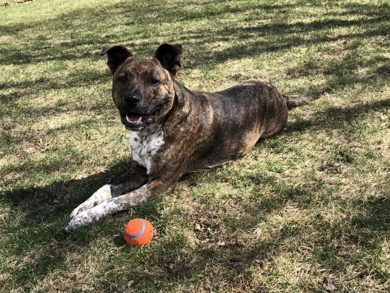 Koba, an Australian Cattle Dog and American Pit Bull Terrier mix tested with EmbarkVet.com