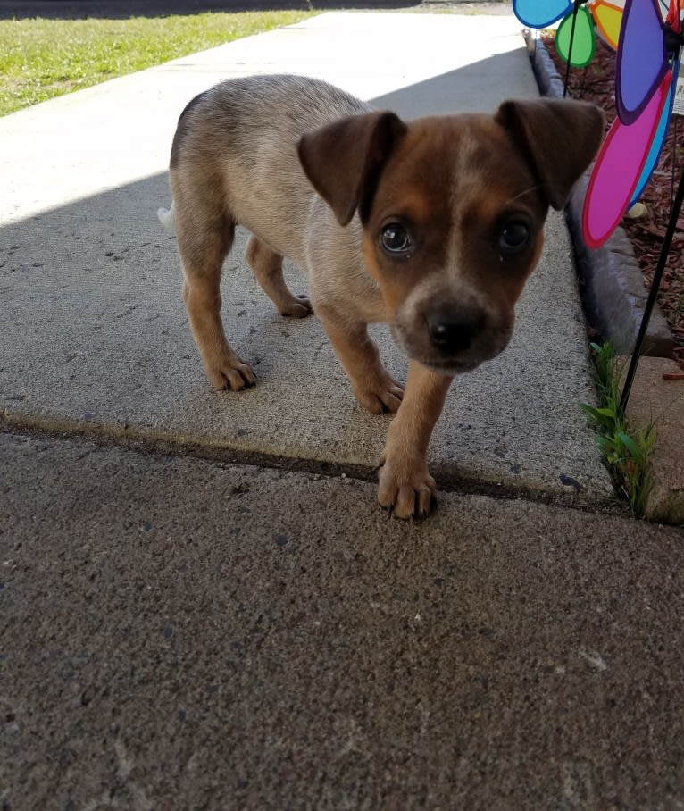 Tulsa Bleu, an Australian Cattle Dog and American Pit Bull Terrier mix tested with EmbarkVet.com