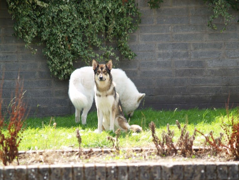 Kalen, a German Shepherd Dog and Siberian Husky mix tested with EmbarkVet.com