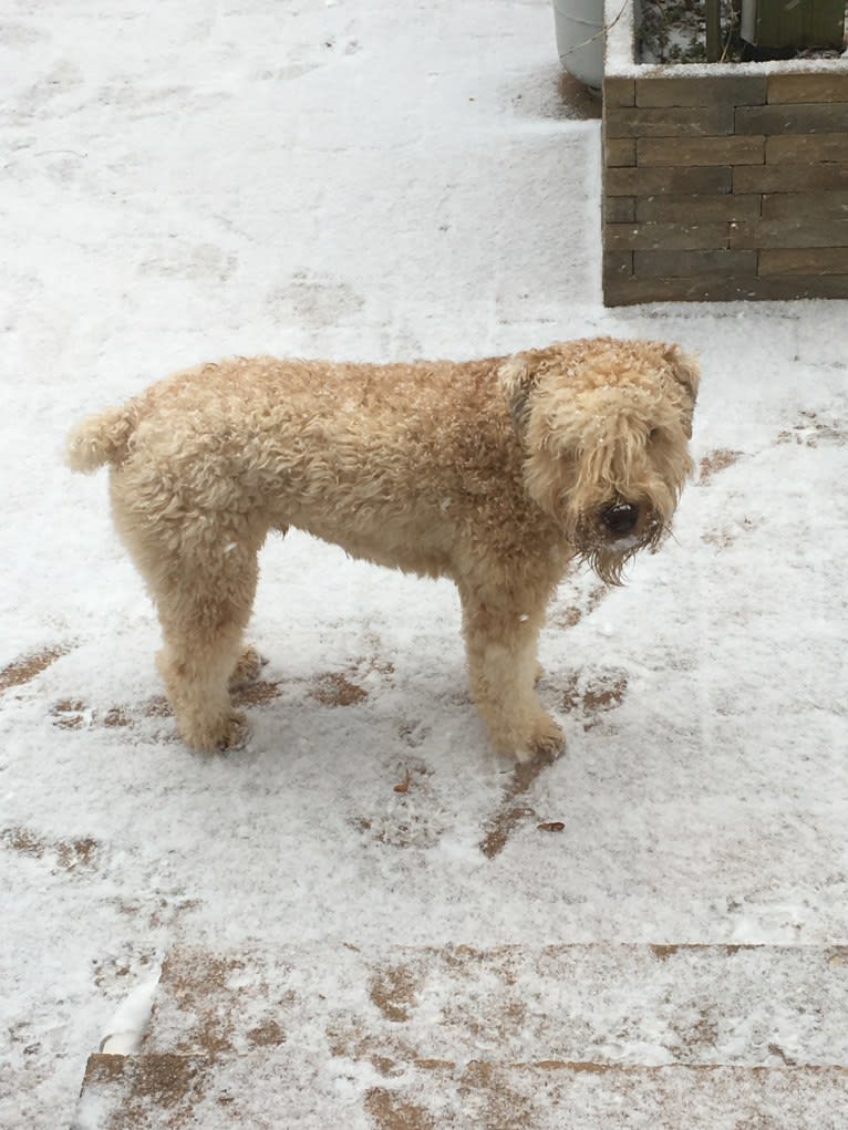Bentley, a Soft Coated Wheaten Terrier tested with EmbarkVet.com