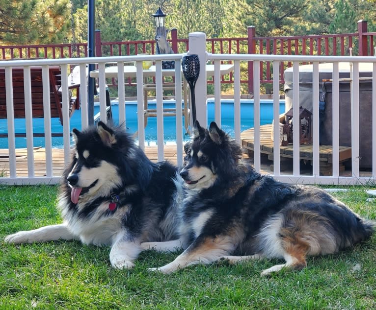 Kalu, an Alaskan Malamute tested with EmbarkVet.com