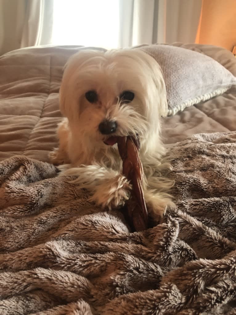 Shaboobalabooby “Boo” Elliott Peabody Minimus, a Maltese tested with EmbarkVet.com