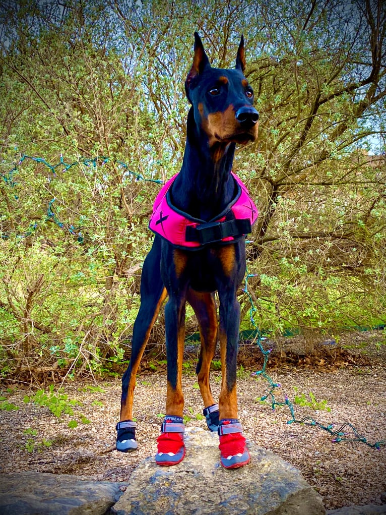 Lexie, a Doberman Pinscher tested with EmbarkVet.com