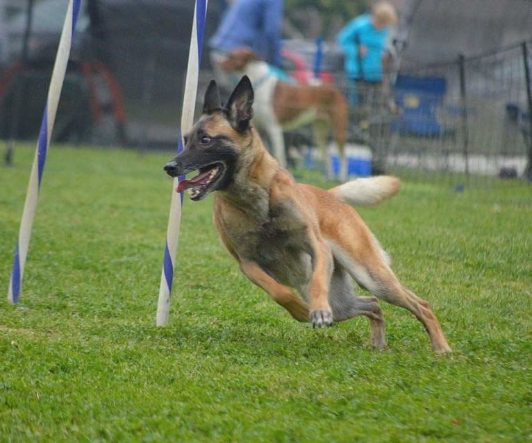 Dottie von Vogeley, a Belgian Shepherd tested with EmbarkVet.com