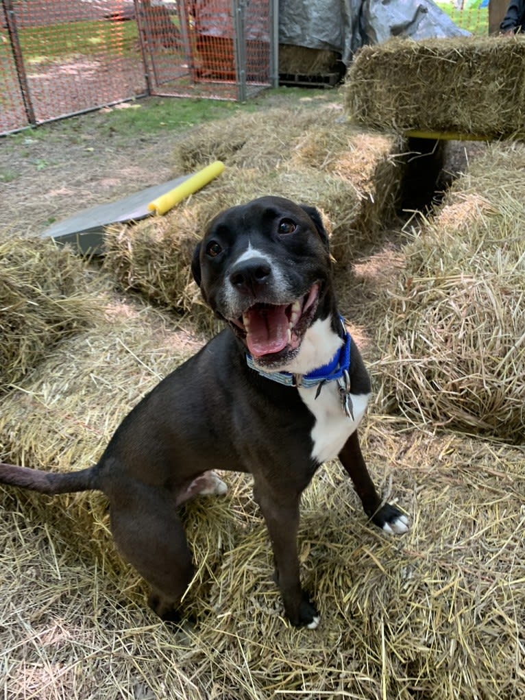 Wilson Xavier, a Boxer and Labrador Retriever mix tested with EmbarkVet.com