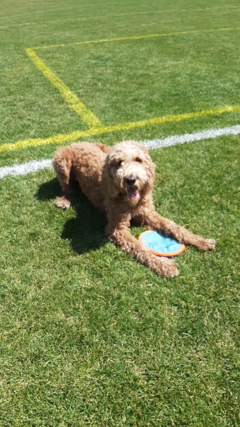 Photo of Ozzie, a Poodle (Standard) and Irish Setter mix in Kentucky, USA